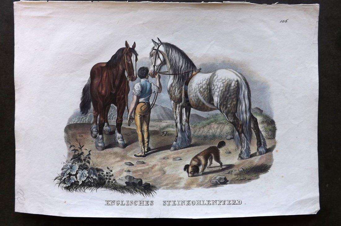 Schinz & Brodtmann 1844 Folio Hand Col Horse Print. English. Englishches Steinkohlenpferd: Folio Hand Colored Lithograph Published 1831-45, Zurich for "Naturgeschichte und Abbildungen der Menschen..." by Heinrich Rudolph Schinz. Lithographed by Karl Joseph Brodtmann. Paper Size: 13.5 x 9.5