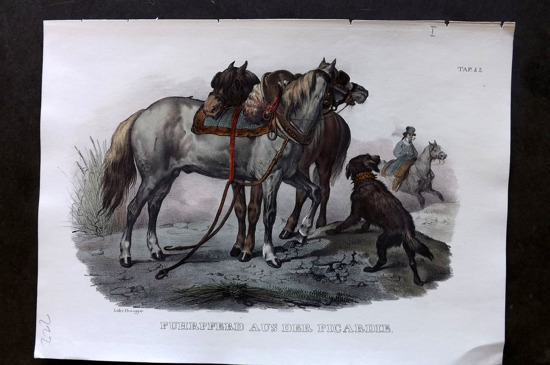 Schinz & Brodtmann 1844 Folio Hand Col Horse Print. Fuhrpferd aus der Picardie (1 of 1)