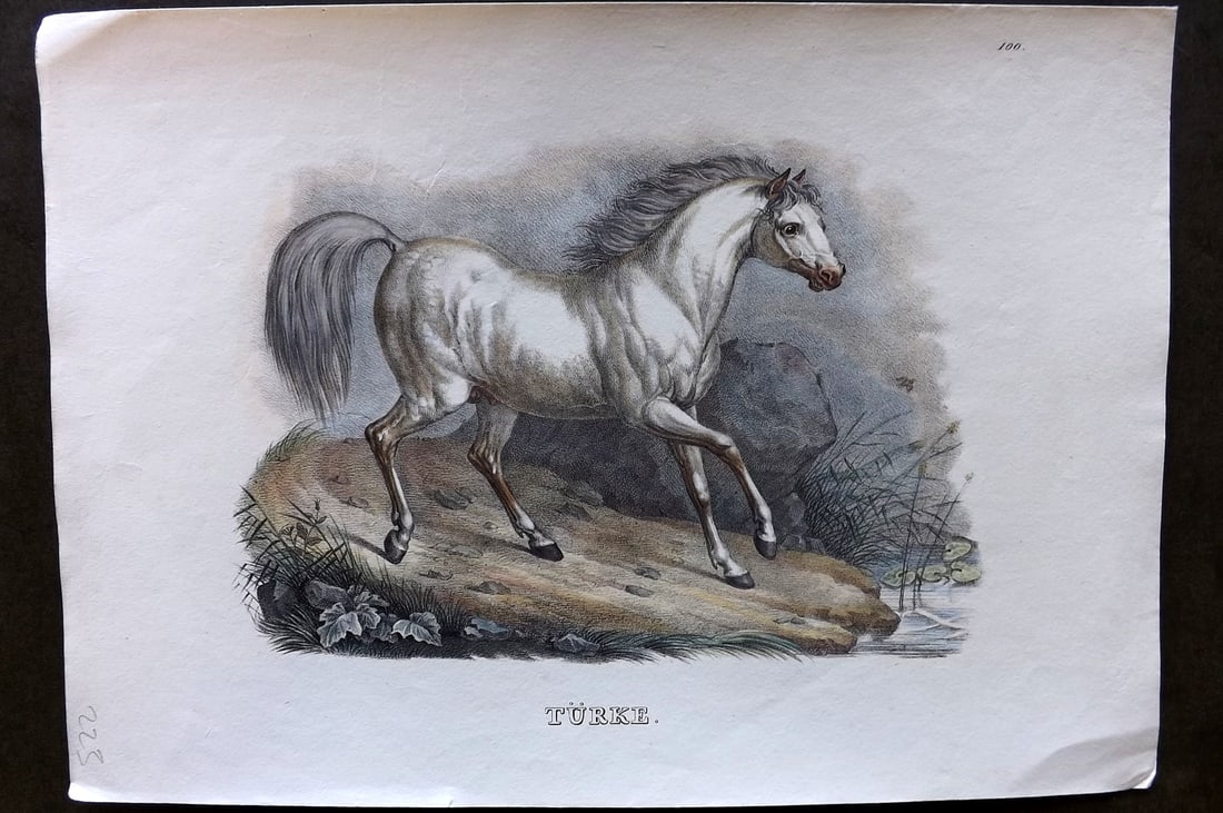 Schinz & Brodtmann 1844 Folio Hand Col Horse Print. Turkey. Turke: Folio Hand Colored Lithograph Published 1831-45, Zurich for "Naturgeschichte und Abbildungen der Menschen..." by Heinrich Rudolph Schinz. Lithographed by Karl Joseph Brodtmann. Paper Size: 13.5 x 9.5