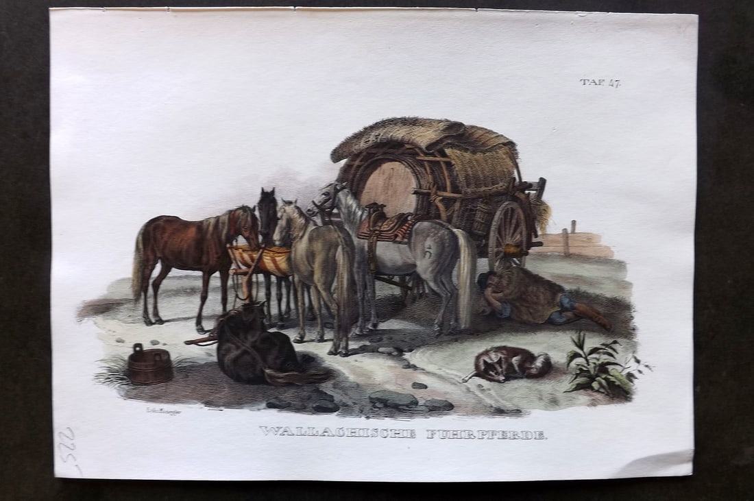 Schinz & Brodtmann 1844 Folio Hand Col Horse Print. Wallachische Fuhrpferde (1 of 1)