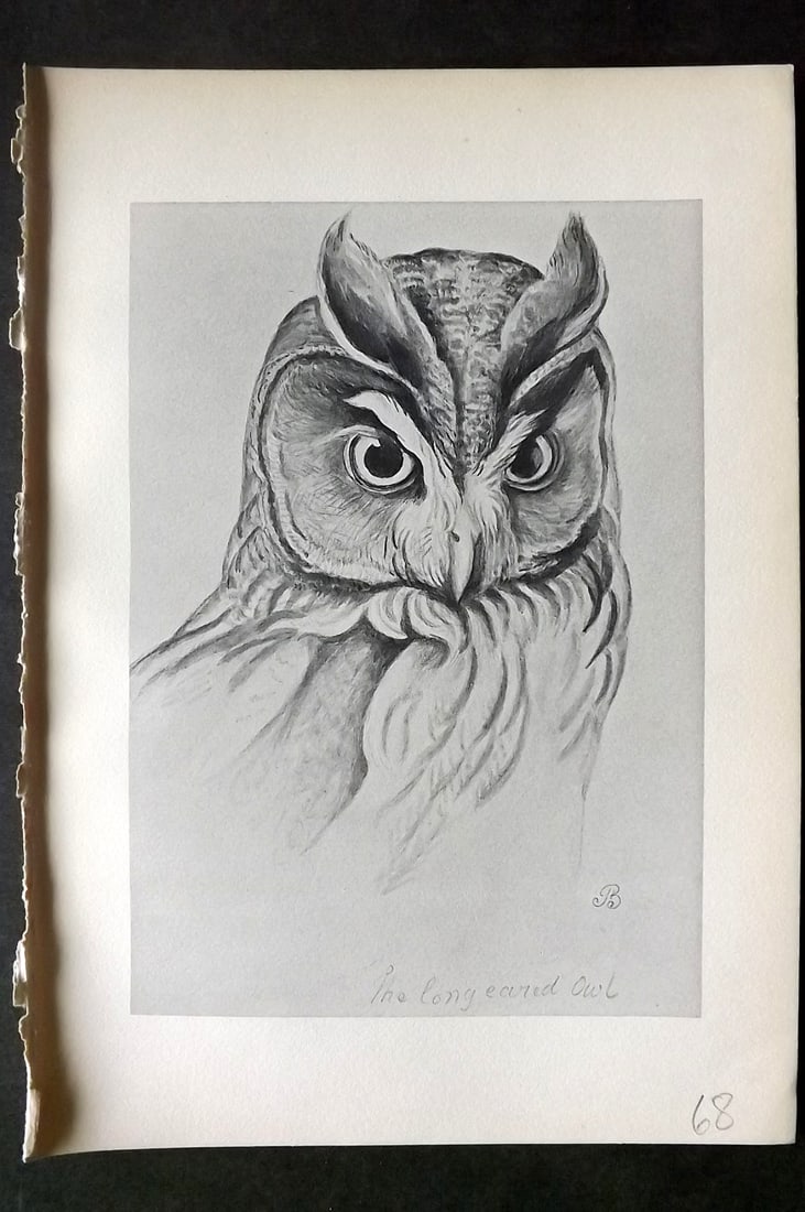 Blackburn, Jemima 1895 Antique Bird Print. Long Eared Owl: Lithographs Published 1895, Edinburgh for "Birds From Moidart and Elsewhere" Illustrated by Mrs Jemima Blackburn. Paper Size: 8.5 x 6 inch (22 x 16cm) Good Condition