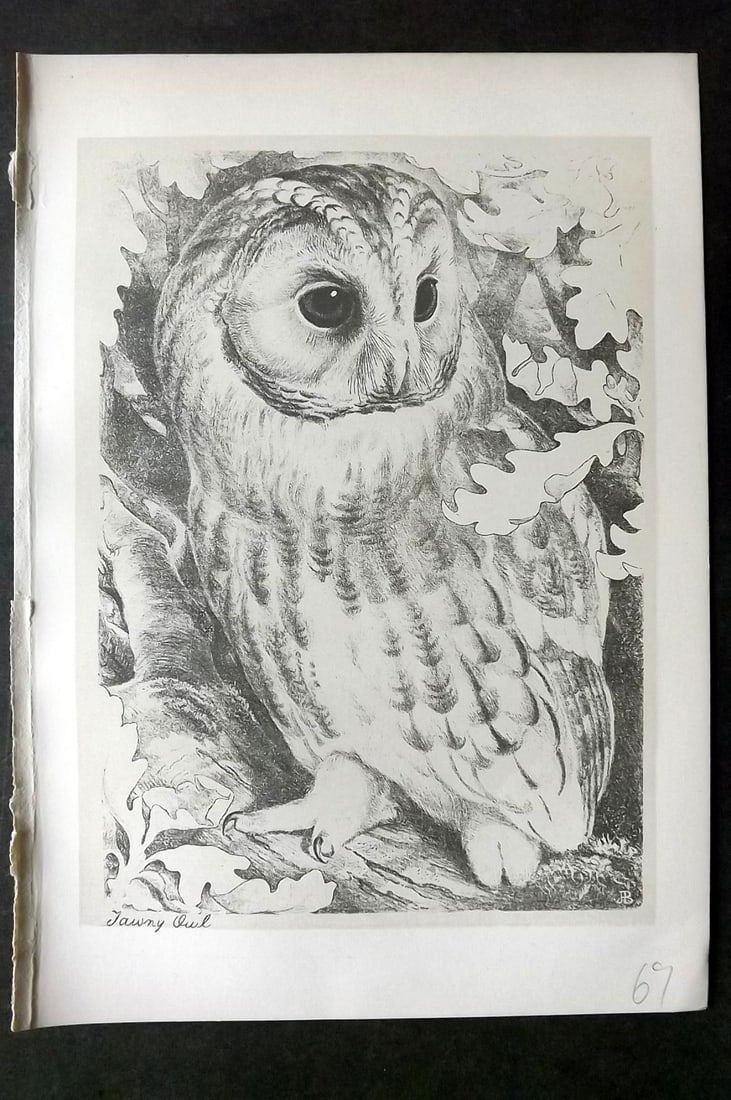 Blackburn, Jemima 1895 Antique Bird Print. Tawny Owl: Lithographs Published 1895, Edinburgh for "Birds From Moidart and Elsewhere" Illustrated by Mrs Jemima Blackburn. Paper Size: 8.5 x 6 inch (22 x 16cm) Good Condition