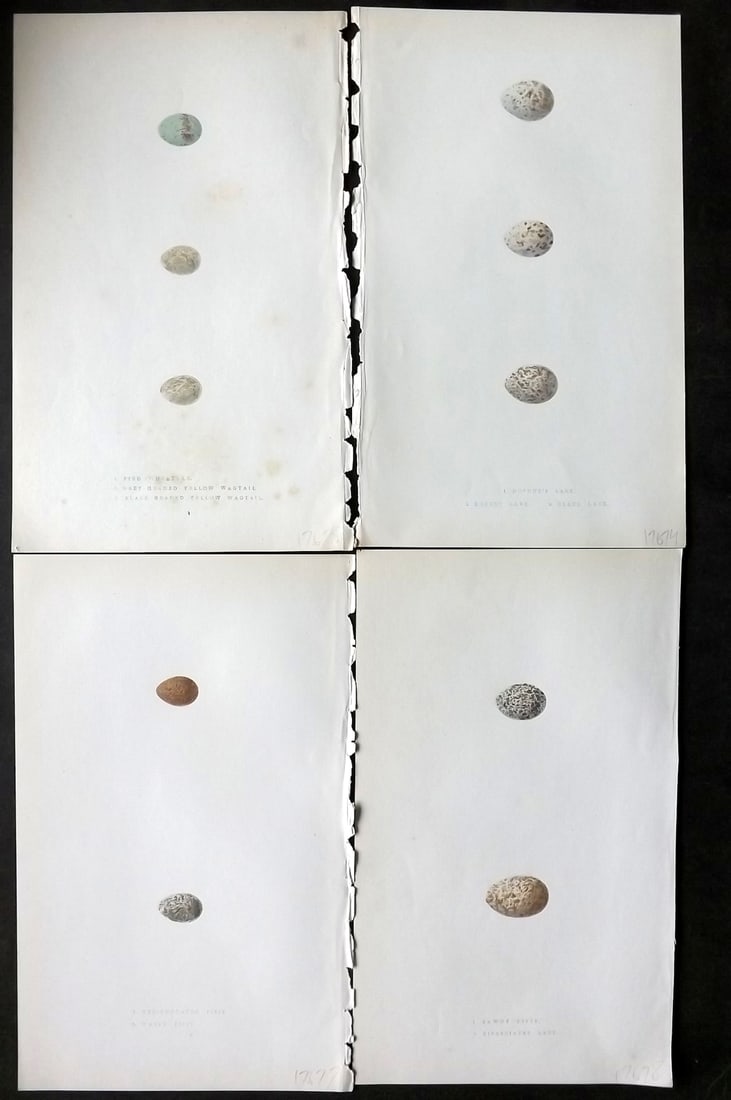 Bree, Charles 1859 Lot of 4 Hand Col Bird Prints: Hand Colored Woodblocks Published 1859-72, London for "A History of the Birds of Europe, Not Observed in the British Isles" by Charles Robert Bree. Printed in colours and finished by hand. Paper Size: