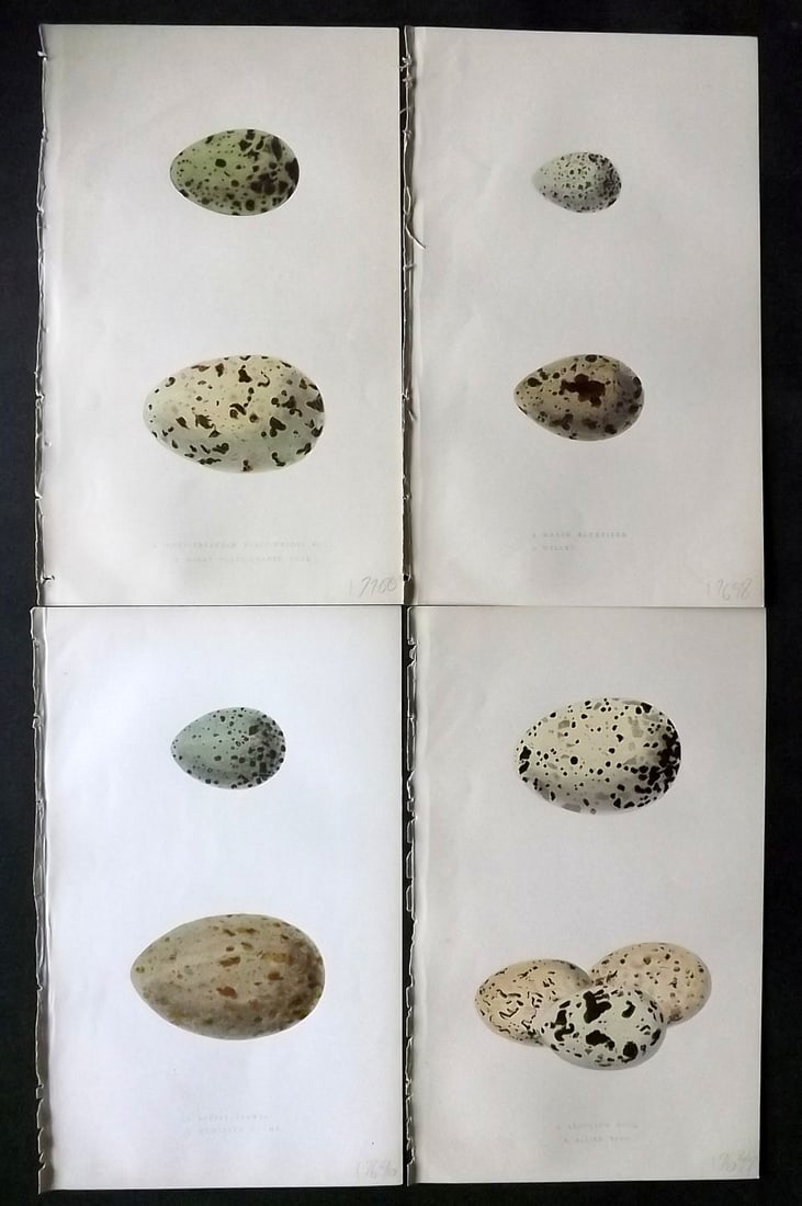Bree, Charles 1859 Lot of 4 Hand Col Bird Prints: Hand Colored Woodblocks Published 1859-72, London for "A History of the Birds of Europe, Not Observed in the British Isles" by Charles Robert Bree. Printed in colours and finished by hand. Paper Size: