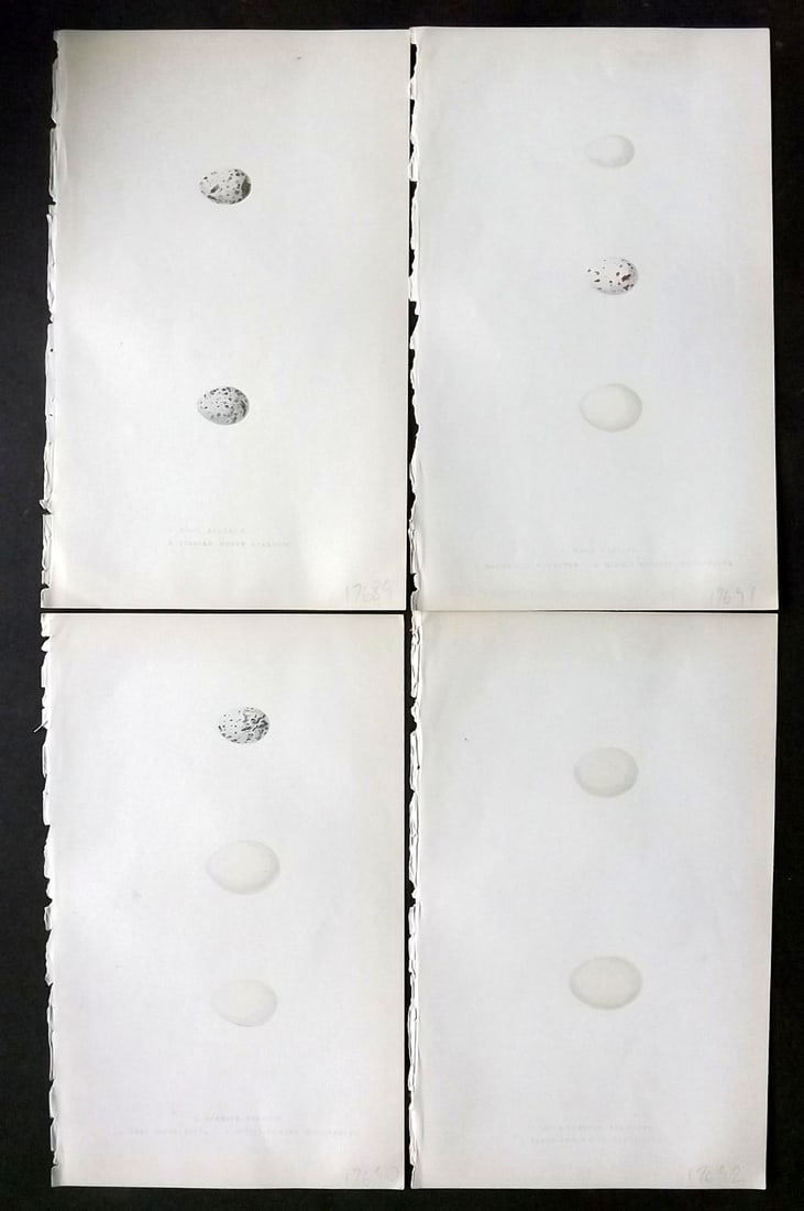 Bree, Charles 1859 Lot of 4 Hand Col Bird Prints: Hand Colored Woodblocks Published 1859-72, London for "A History of the Birds of Europe, Not Observed in the British Isles" by Charles Robert Bree. Printed in colours and finished by hand. Paper Size: