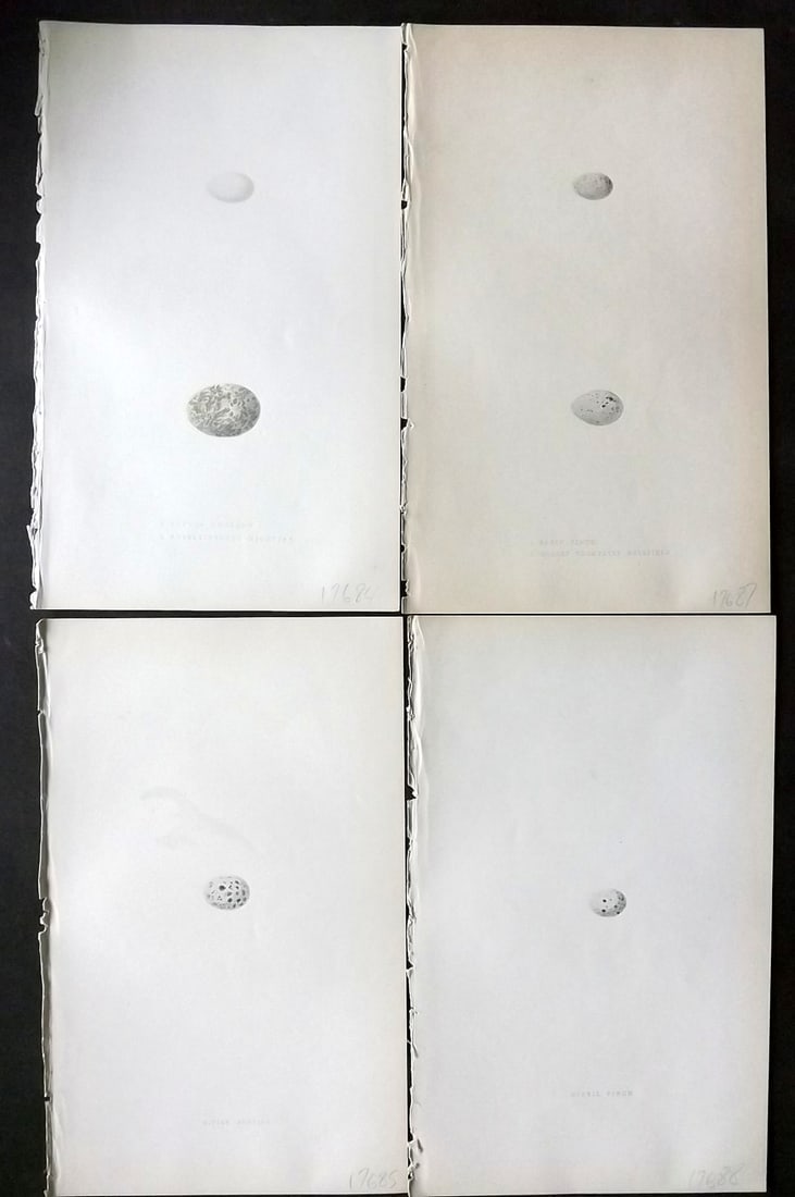 Bree, Charles 1859 Lot of 4 Hand Col Bird Prints: Hand Colored Woodblocks Published 1859-72, London for "A History of the Birds of Europe, Not Observed in the British Isles" by Charles Robert Bree. Printed in colours and finished by hand. Paper Size: