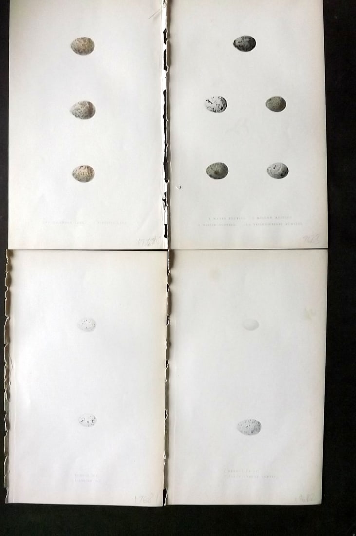 Bree, Charles 1859 Lot of 4 Hand Col Bird Prints: Hand Colored Woodblocks Published 1859-72, London for "A History of the Birds of Europe, Not Observed in the British Isles" by Charles Robert Bree. Printed in colours and finished by hand. Paper Size: