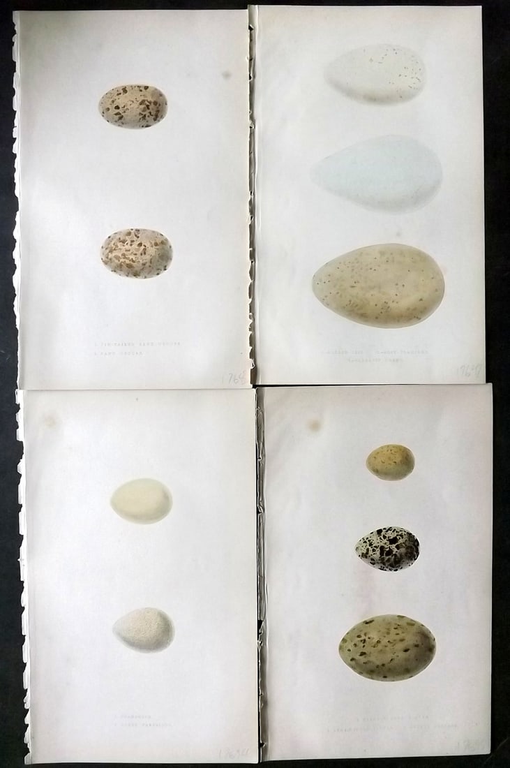 Bree, Charles 1859 Lot of 4 Hand Col Bird Prints: Hand Colored Woodblocks Published 1859-72, London for "A History of the Birds of Europe, Not Observed in the British Isles" by Charles Robert Bree. Printed in colours and finished by hand. Paper Size: