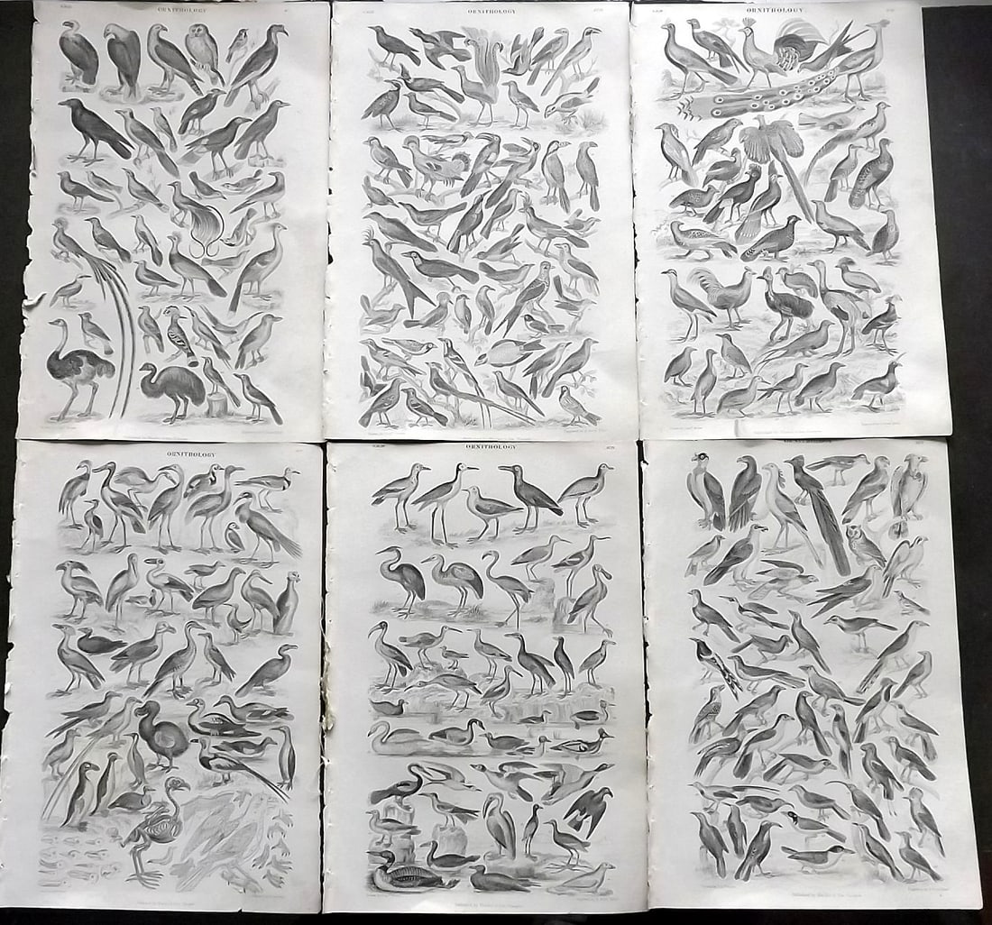 Goldsmith, Oliver 1864 Lot of 6 Bird Prints incl Dodo (1 of 1)
