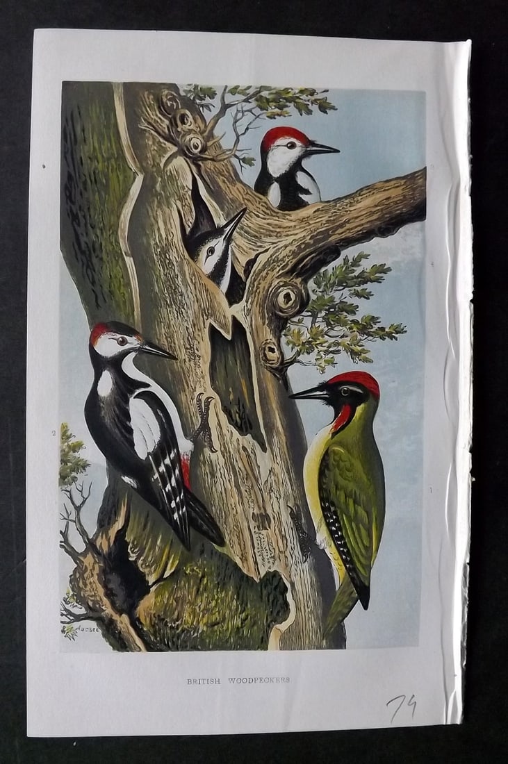 Intellectual Observer 1867 Bird Print. British Woodpeckers: Colour Printed Woodblock Published 1862-68, London for The Intellectual Observer" Paper Size: 8 x 5 inch (21 x 13cm) Good Condition