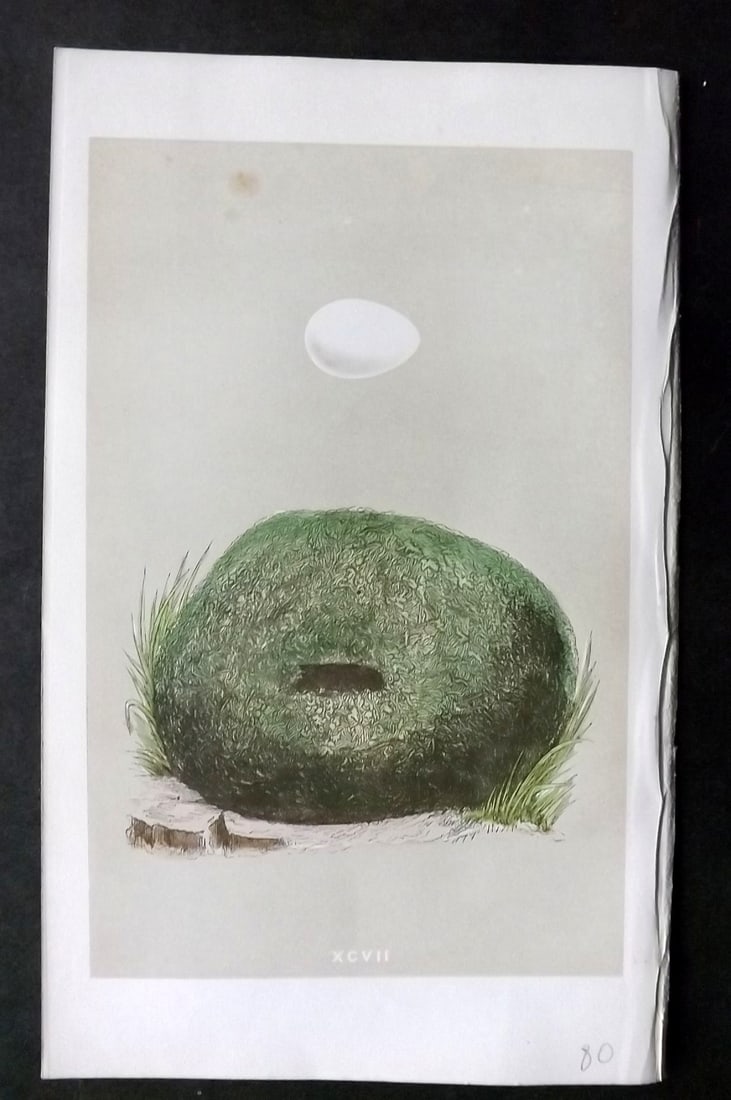 Morris, Francis 1863 Antique Bird Nest Print. Red Winged Starling 97: Woodblock Published 1863, London for "A Natural History of the Nests and Eggs of British Birds" By the Rev. Francis Orpen Morris, printed Benjamin Fawcett. With accompanying descriptive text. Paper Si
