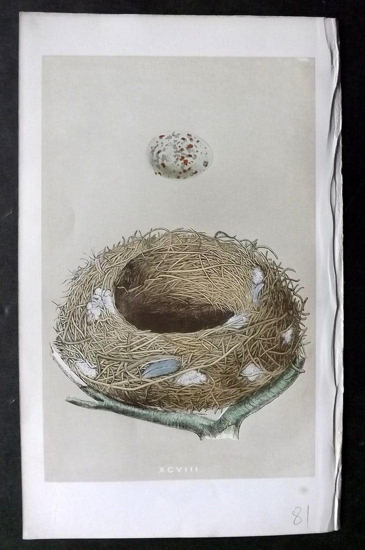 Morris, Francis 1863 Antique Bird Nest Print. Dipper 98 (1 of 1)
