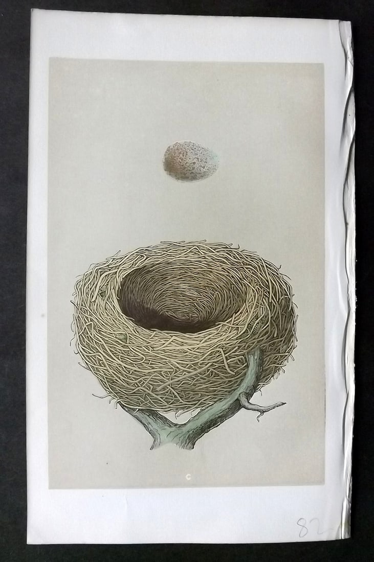 Morris, Francis 1863 Antique Bird Nest Print. Fieldfare 100 (1 of 1)