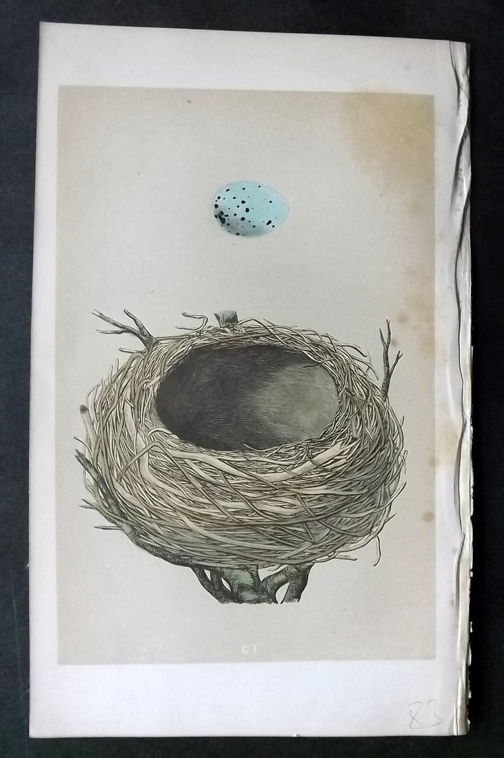 Morris, Francis 1863 Antique Bird Nest Print. Redwing 101: Woodblock Published 1863, London for "A Natural History of the Nests and Eggs of British Birds" By the Rev. Francis Orpen Morris, printed Benjamin Fawcett. With accompanying descriptive text. Paper Si