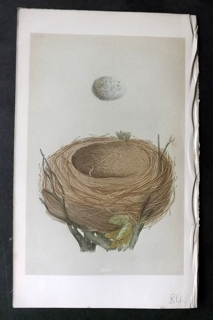 Morris, Francis 1863 Antique Bird Nest Print. Blackbird 103: Woodblock Published 1863, London for "A Natural History of the Nests and Eggs of British Birds" By the Rev. Francis Orpen Morris, printed Benjamin Fawcett. With accompanying descriptive text. Paper Si