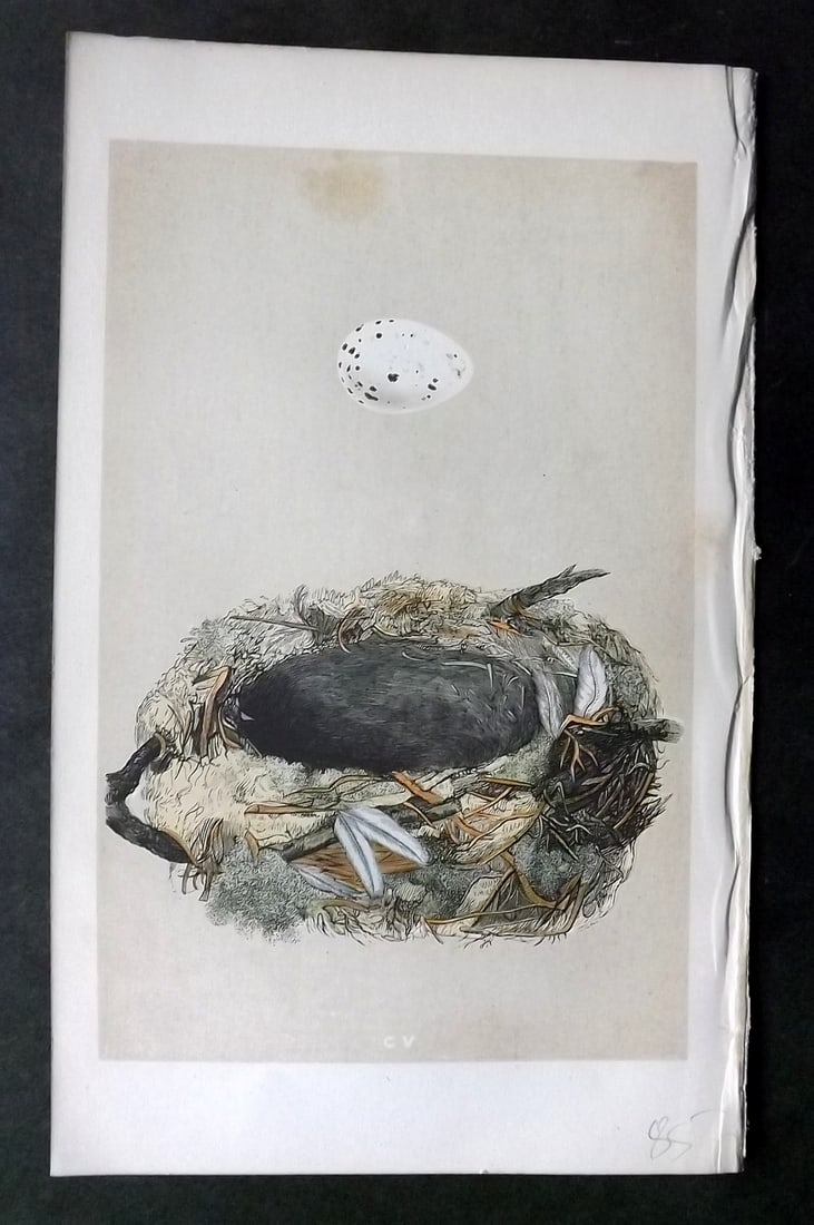 Morris, Francis 1863 Antique Bird Nest Print. Golden Oriole 105: Woodblock Published 1863, London for "A Natural History of the Nests and Eggs of British Birds" By the Rev. Francis Orpen Morris, printed Benjamin Fawcett. With accompanying descriptive text. Paper Si