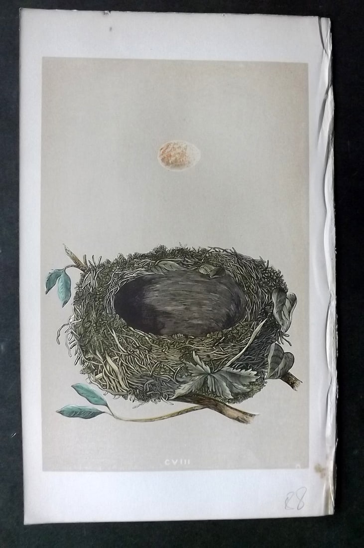 Morris, Francis 1863 Antique Bird Nest Print. Robin Redbreast 108 (1 of 1)