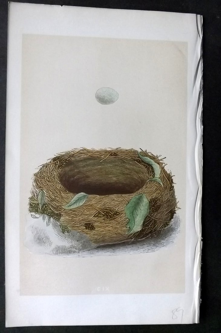 Morris, Francis 1863 Antique Bird Nest Print. Bluebreast 109: Woodblock Published 1863, London for "A Natural History of the Nests and Eggs of British Birds" By the Rev. Francis Orpen Morris, printed Benjamin Fawcett. With accompanying descriptive text. Paper Si