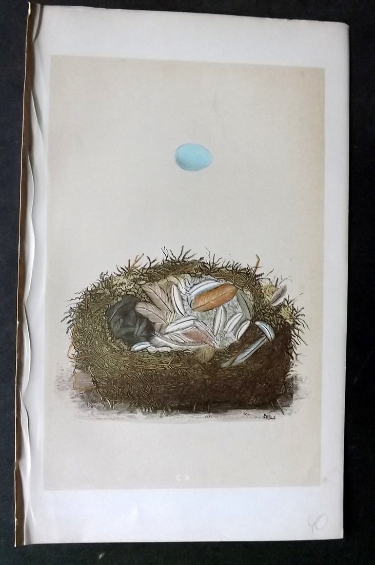 Morris, Francis 1863 Antique Bird Nest Print. Redstart 110 (1 of 1)