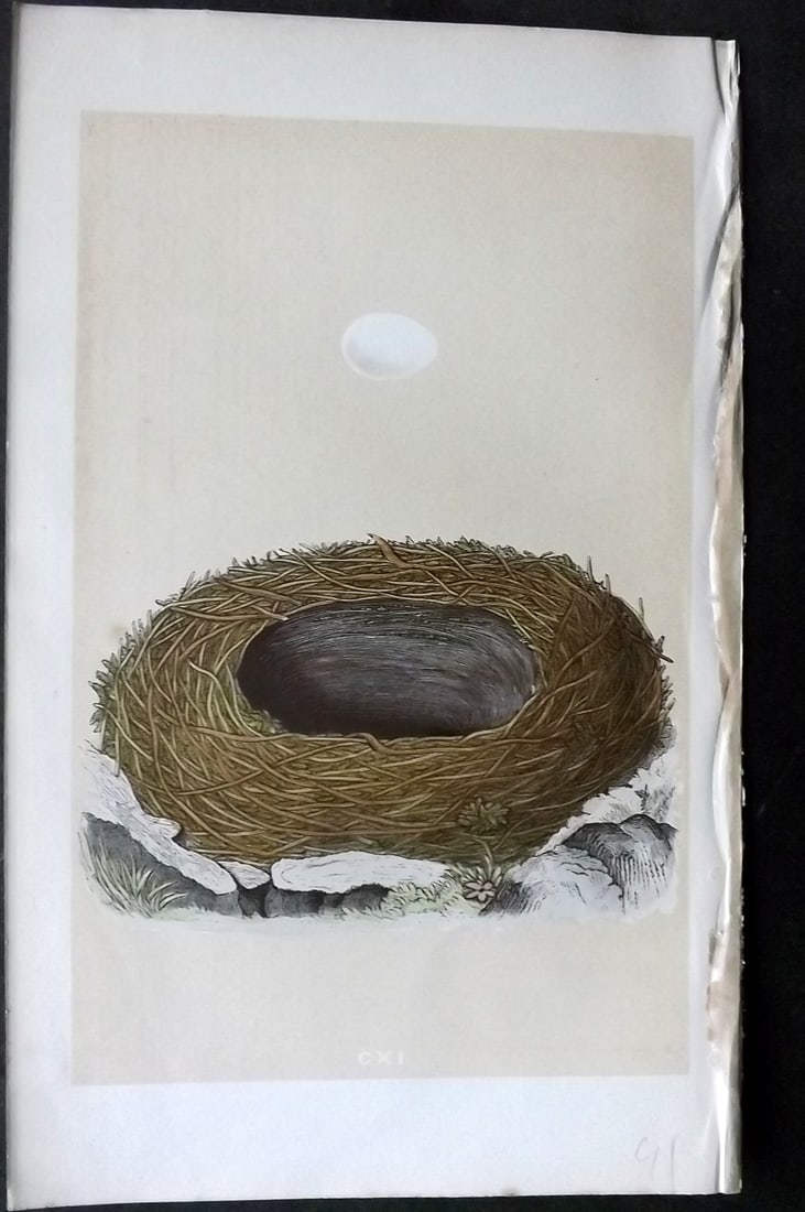Morris, Francis 1863 Antique Bird Nest Print. Blackstart 111: Woodblock Published 1863, London for "A Natural History of the Nests and Eggs of British Birds" By the Rev. Francis Orpen Morris, printed Benjamin Fawcett. With accompanying descriptive text. Paper Si