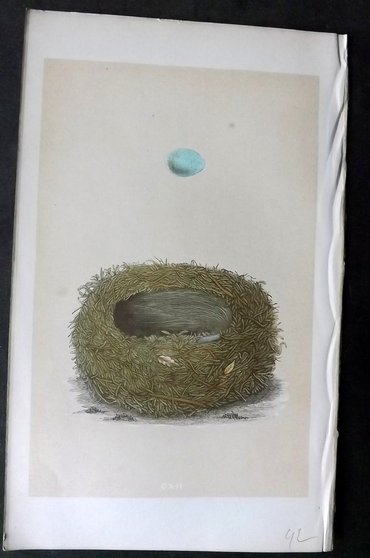 Morris, Francis 1863 Antique Bird Nest Print. Stonechat 112: Woodblock Published 1863, London for "A Natural History of the Nests and Eggs of British Birds" By the Rev. Francis Orpen Morris, printed Benjamin Fawcett. With accompanying descriptive text. Paper Si