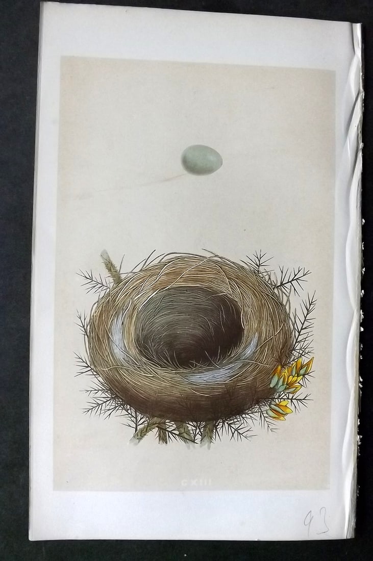 Morris, Francis 1863 Antique Bird Nest Print. Whinchat 113 (1 of 1)