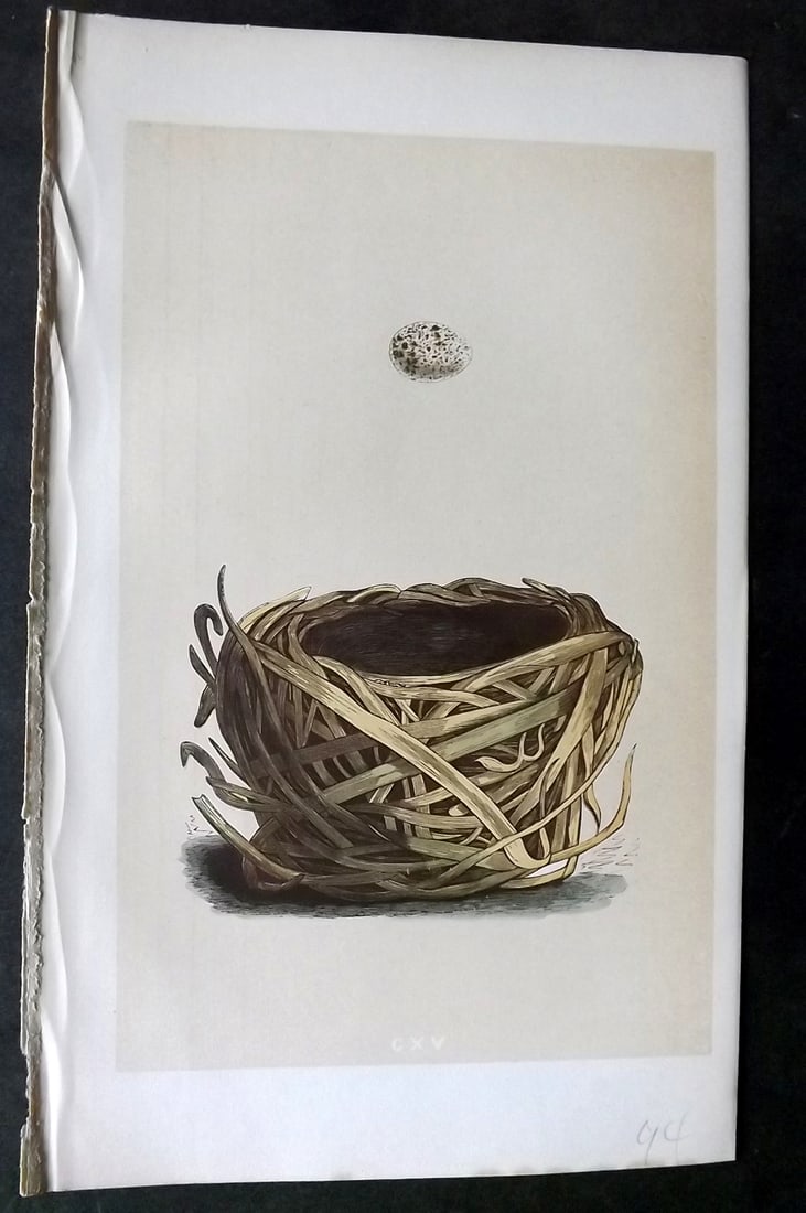 Morris, Francis 1863 Antique Bird Nest Print. Savi's Warbler 115: Woodblock Published 1863, London for "A Natural History of the Nests and Eggs of British Birds" By the Rev. Francis Orpen Morris, printed Benjamin Fawcett. With accompanying descriptive text. Paper Si