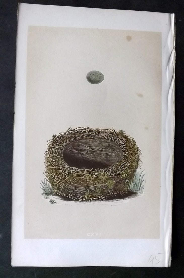 Morris, Francis 1863 Antique Bird Nest Print. Sedge Warbler 116: Woodblock Published 1863, London for "A Natural History of the Nests and Eggs of British Birds" By the Rev. Francis Orpen Morris, printed Benjamin Fawcett. With accompanying descriptive text. Paper Si