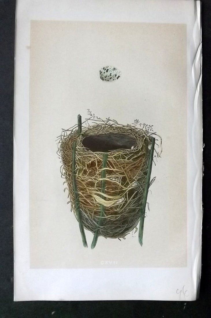 Morris, Francis 1863 Antique Bird Nest Print. Reed Warbler 117: Woodblock Published 1863, London for "A Natural History of the Nests and Eggs of British Birds" By the Rev. Francis Orpen Morris, printed Benjamin Fawcett. With accompanying descriptive text. Paper Si