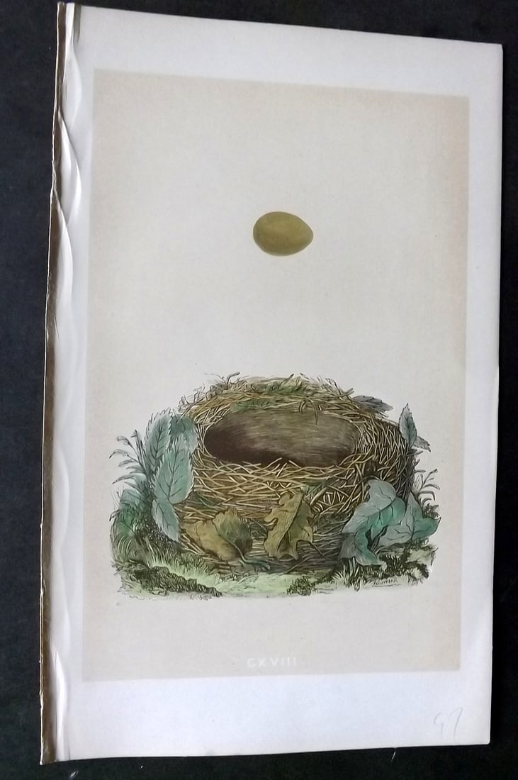 Morris, Francis 1863 Antique Bird Nest Print. Nightingale 118 (1 of 1)