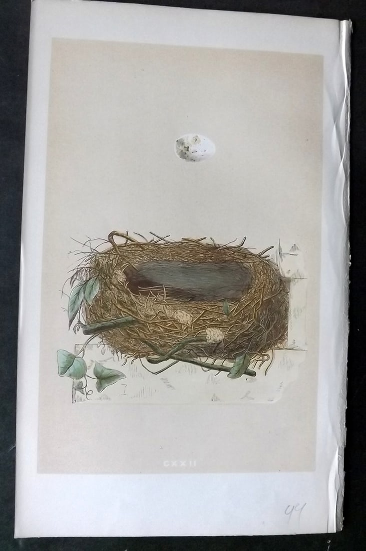 Morris, Francis 1863 Antique Bird Nest Print. Orphean Warbler 122 (1 of 1)