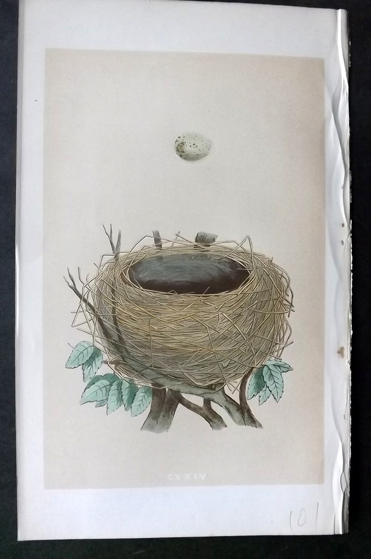 Morris, Francis 1863 Antique Bird Nest Print. Whitethroat 124 (1 of 1)