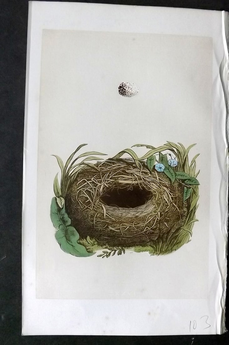 Morris, Francis 1863 Antique Bird Nest Print. Wood Warbler 126: Woodblock Published 1863, London for "A Natural History of the Nests and Eggs of British Birds" By the Rev. Francis Orpen Morris, printed Benjamin Fawcett. With accompanying descriptive text. Paper Si