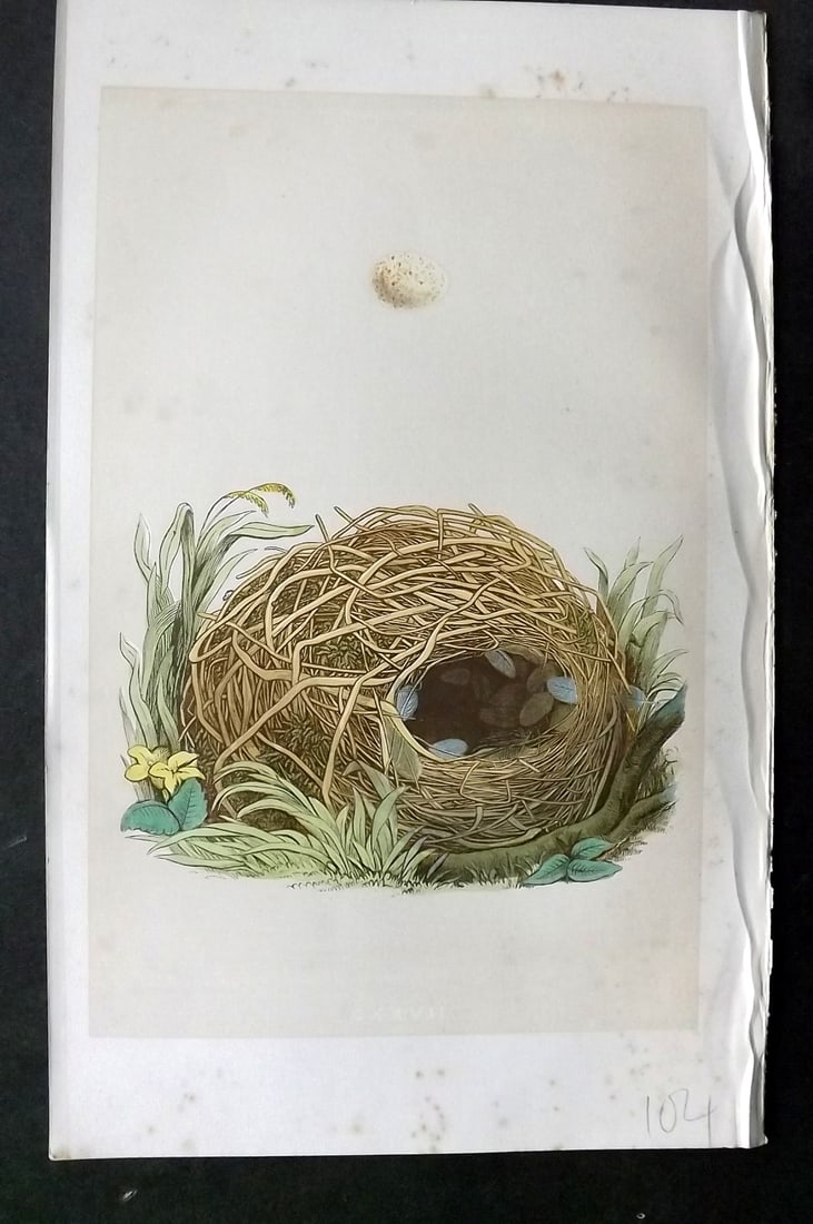 Morris, Francis 1863 Antique Bird Nest Print. Willow Warbler 127 (1 of 1)