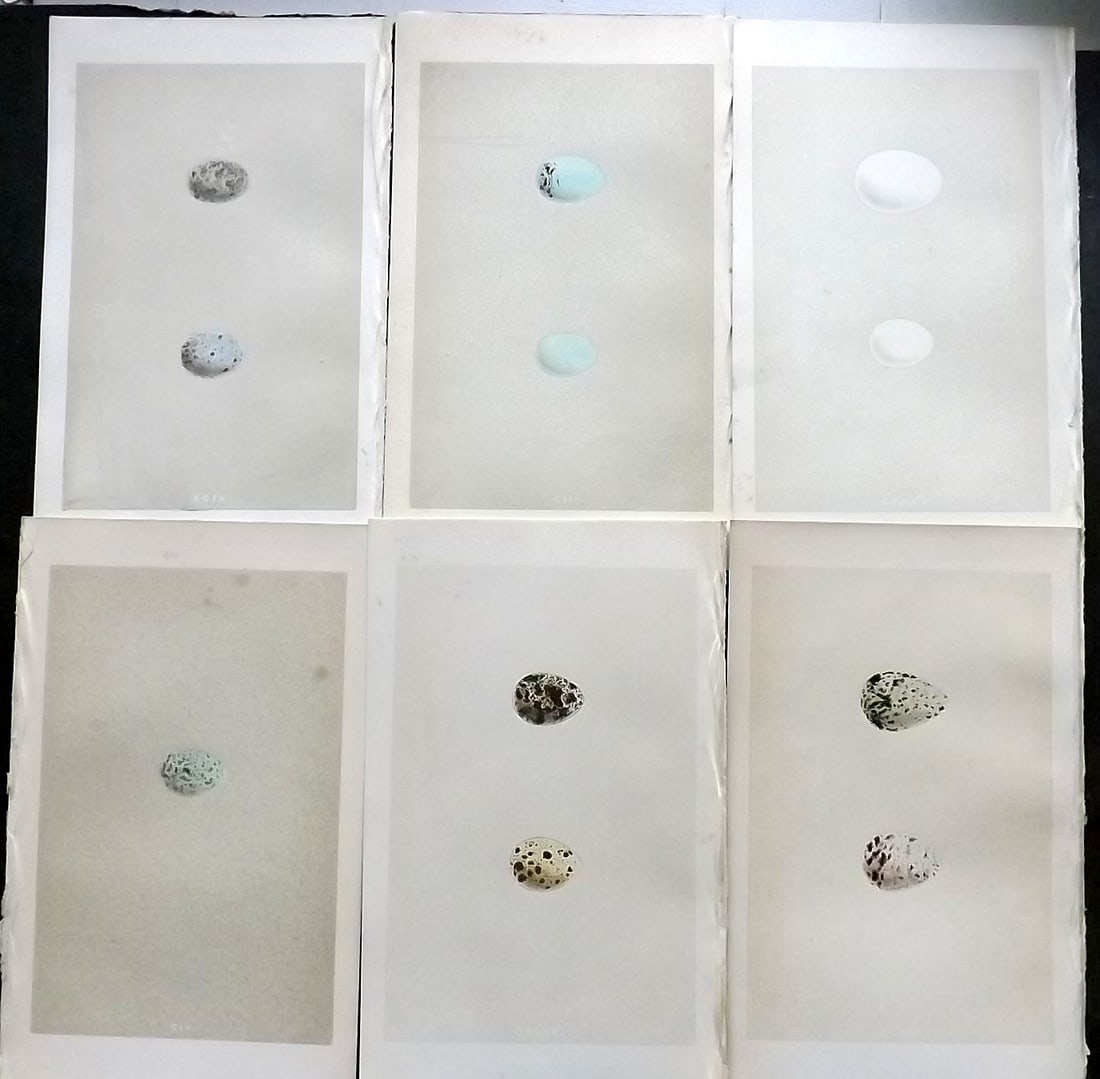 Morris, Francis 1863 Lot of 6 Antique Bird Egg Prints (1 of 1)