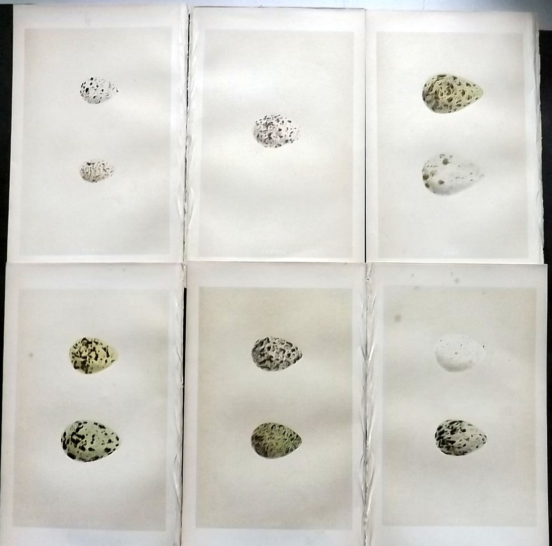 Morris, Francis 1863 Lot of 6 Antique Bird Egg Prints: Woodblock Published 1863, London for "A Natural History of the Nests and Eggs of British Birds" By the Rev. Francis Orpen Morris, printed Benjamin Fawcett. With accompanying descriptive text. Paper Si