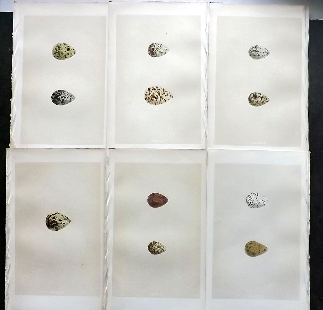 Morris, Francis 1863 Lot of 6 Antique Bird Egg Prints: Woodblock Published 1863, London for "A Natural History of the Nests and Eggs of British Birds" By the Rev. Francis Orpen Morris, printed Benjamin Fawcett. With accompanying descriptive text. Paper Si