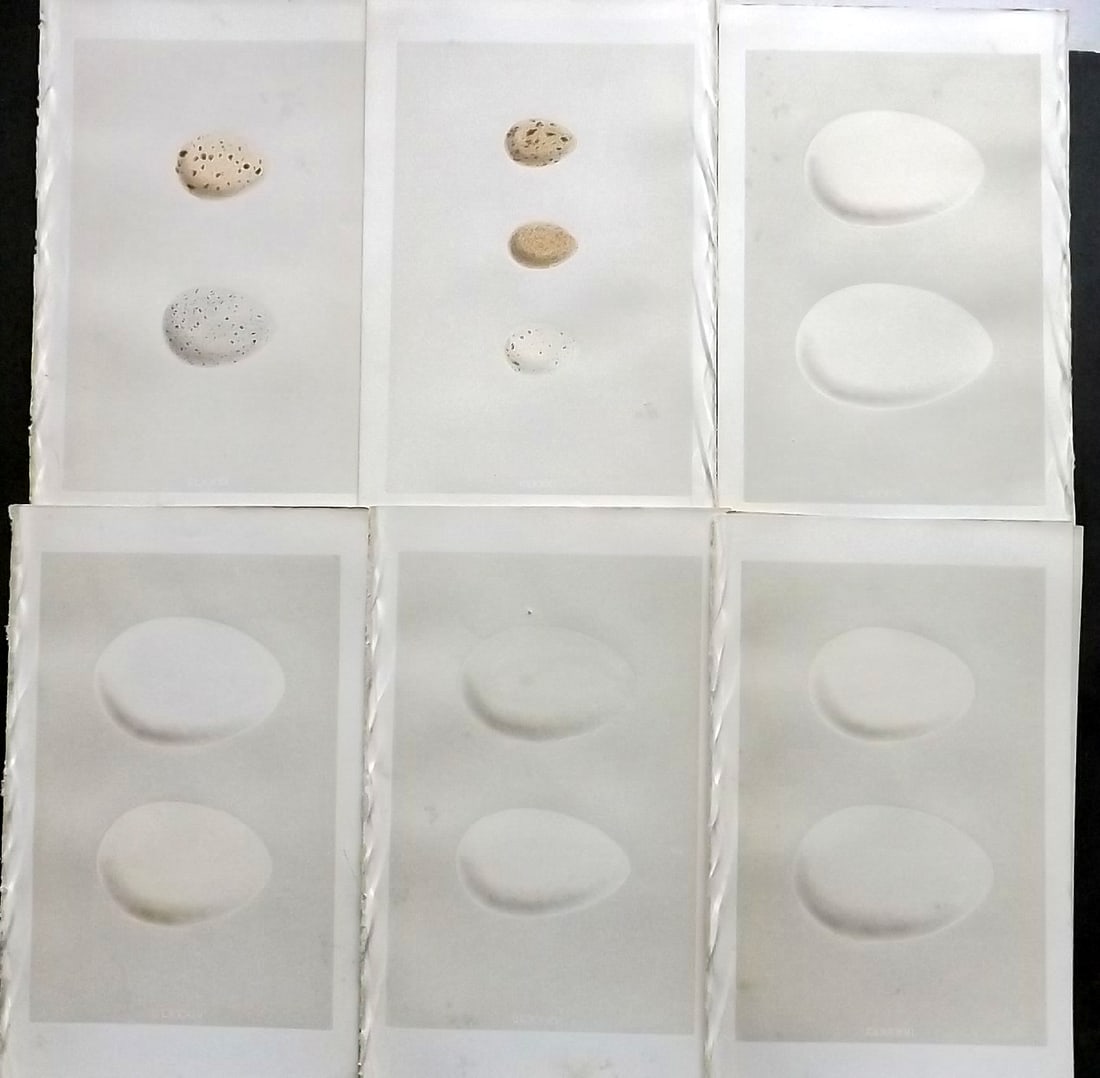 Morris, Francis 1863 Lot of 6 Antique Bird Egg Prints: Woodblock Published 1863, London for "A Natural History of the Nests and Eggs of British Birds" By the Rev. Francis Orpen Morris, printed Benjamin Fawcett. With accompanying descriptive text. Paper Si