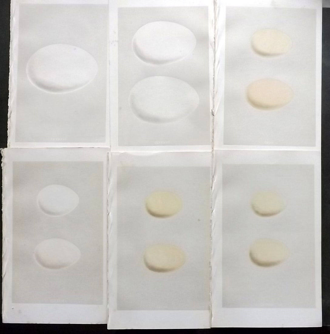 Morris, Francis 1863 Lot of 6 Antique Bird Egg Prints (1 of 1)