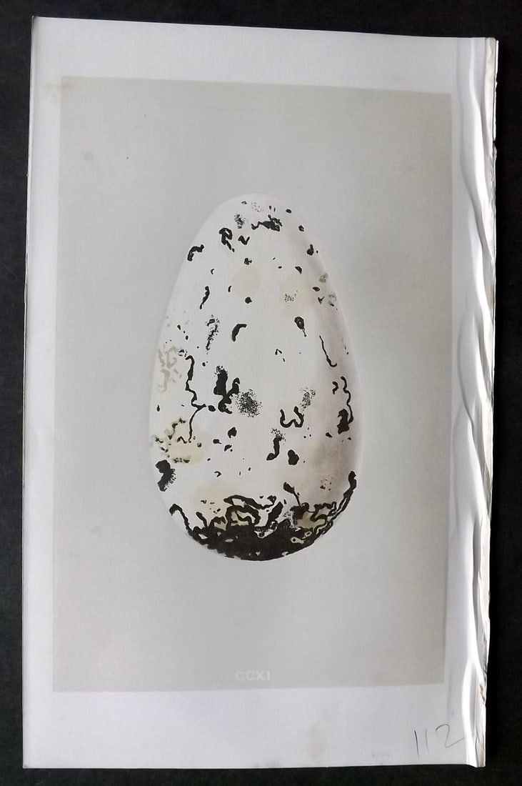Morris, Francis 1863 Antique Bird Egg Print. Extinct Great Auk: Woodblock Published 1863, London for "A Natural History of the Nests and Eggs of British Birds" By the Rev. Francis Orpen Morris, printed Benjamin Fawcett. With accompanying descriptive text. Paper Si