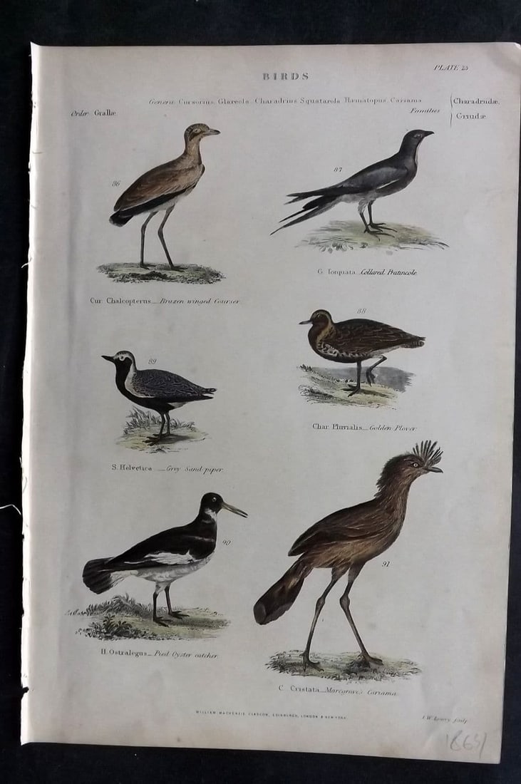 Richardson, John 1862 HC Bird Bronze Winged Courser, Golden Plover, Oyster Catcher 23 (1 of 1)