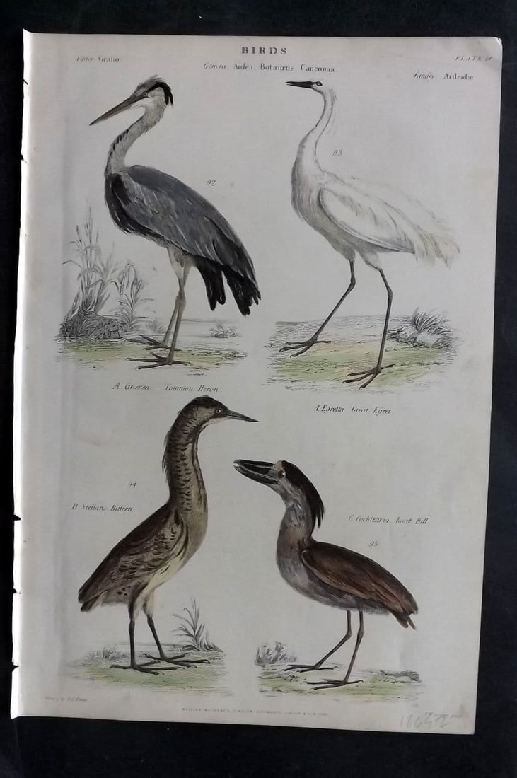 Richardson, John 1862 HC Bird Print. Common Heron, Bittern, Egret, Boat Bill 24 (1 of 1)