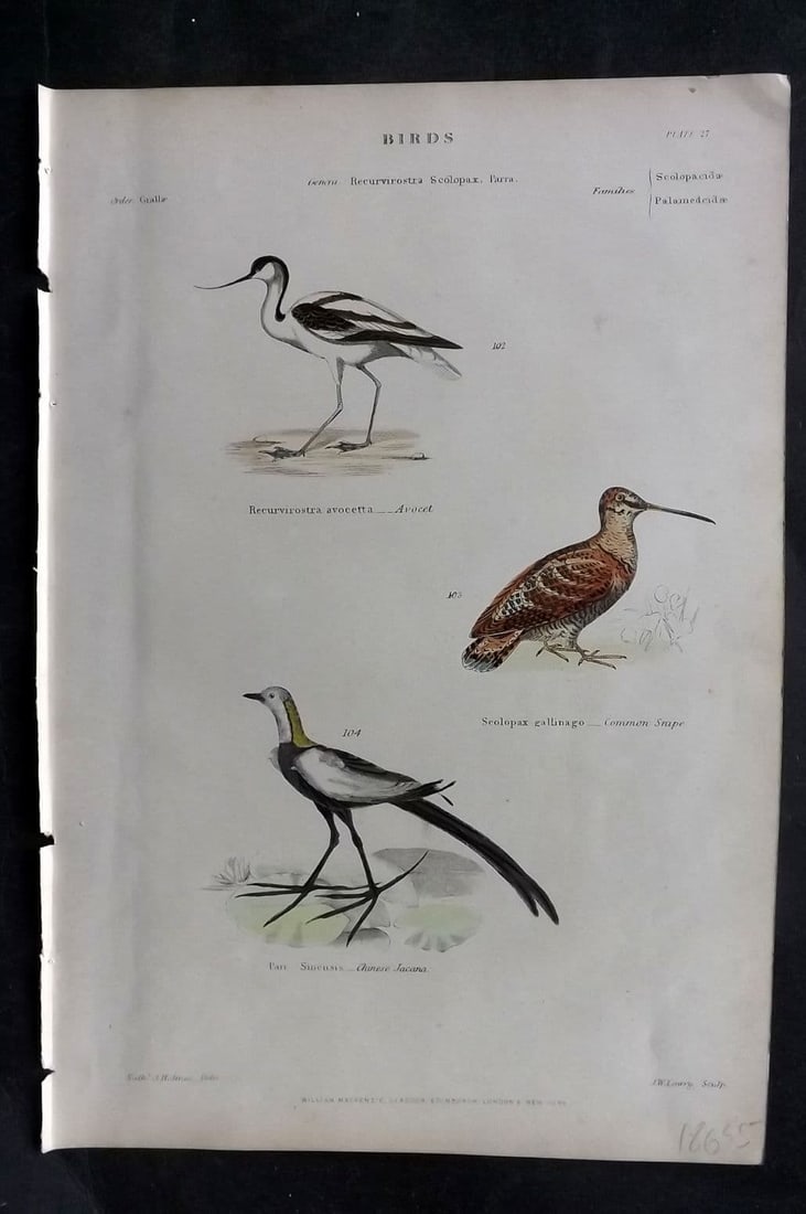 Richardson, John 1862 HC Bird Print. Avocet, Chinese Jacamar, Common Snipe 27: Antique Steel Engraving/Etching Published 1859-62 by William Mackenzie, Edinburgh & London for "The Museum of Natural History"by John Richardson. Fine contemporary hand colour. Paper Size: 10.5 x 7 in