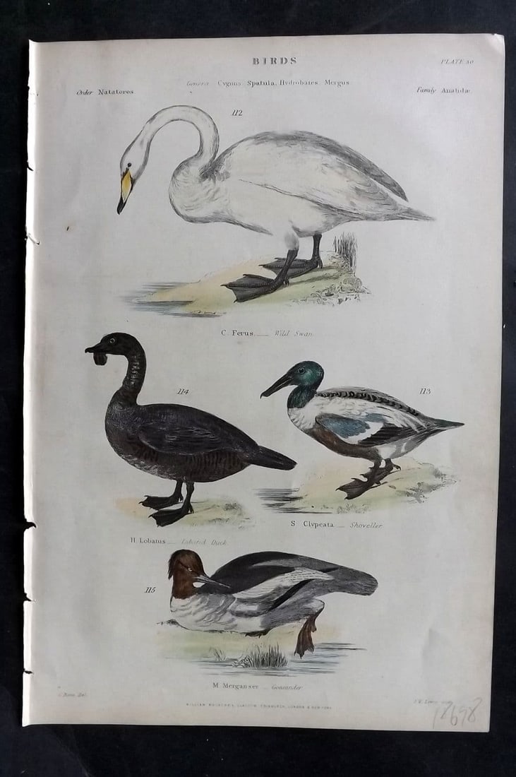 Richardson, John 1862 HC Bird. Swan, Lobated Duck, Shoveller, Goosander 30 (1 of 1)