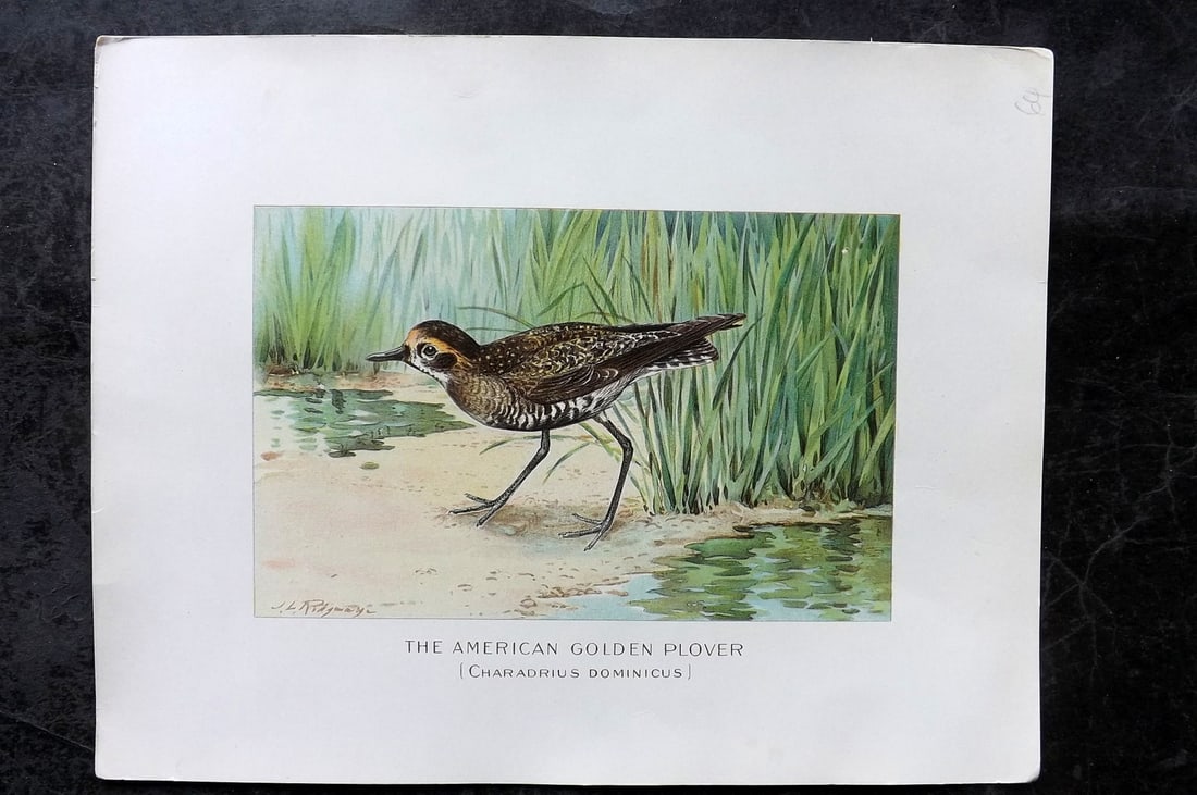 Ridgway & Fuertes 1902 Folio Bird Print. American Golden Plover: Chromolithograph Published 1902, Albany for "Fish and Game of the State of New York. Seventh Report" by the Forest, Fish and Game Commission of New York. Illustrated by Sherman Foote Denton, J. L. Rid