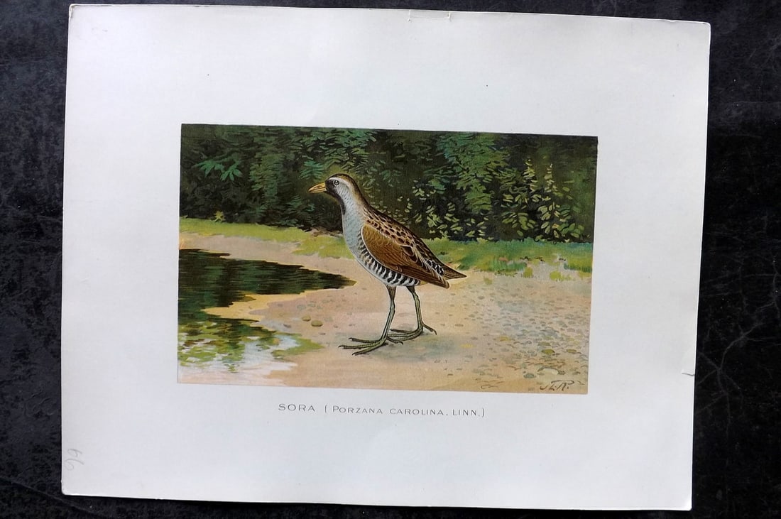 Ridgway & Fuertes 1902 Folio Bird Print. Sora: Chromolithograph Published 1902, Albany for "Fish and Game of the State of New York. Seventh Report" by the Forest, Fish and Game Commission of New York. Illustrated by Sherman Foote Denton, J. L. Rid