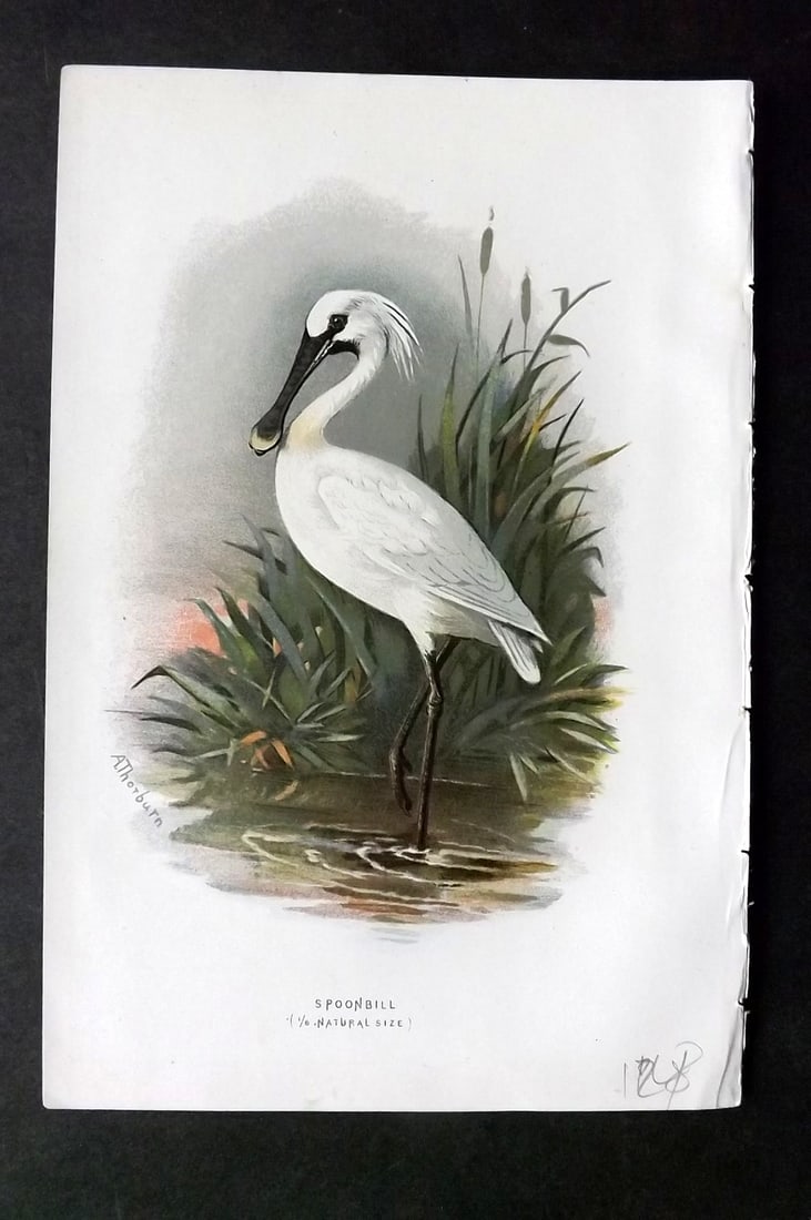 Swaysland, Walter 1883 First Edition Bird Print. Spoonbill (1 of 1)