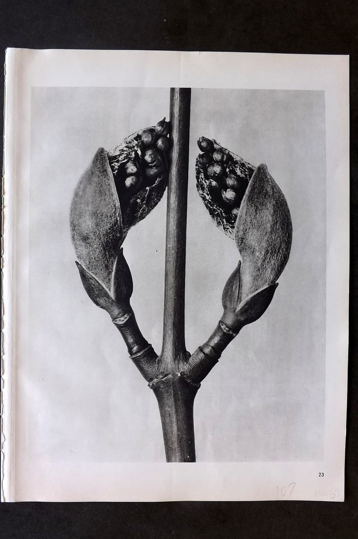 Blossfeldt, Karl 1942 Folio Vintage Botanical Print 23 (1 of 1)