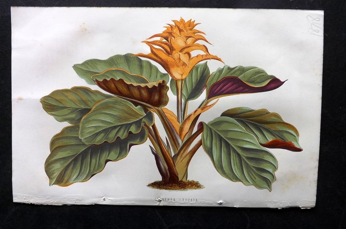 Hibberd, Shirley 1876 Botanical Print. Calathea Crocata. Eternal Flame: Antique Colour Printed Woodblock Published 1858-80, London for "The Floral World" by Shirley Hibberd. Paper Size: 8 x 5.5 inch (21 x 14cm) Very minor background toning. Good Condition