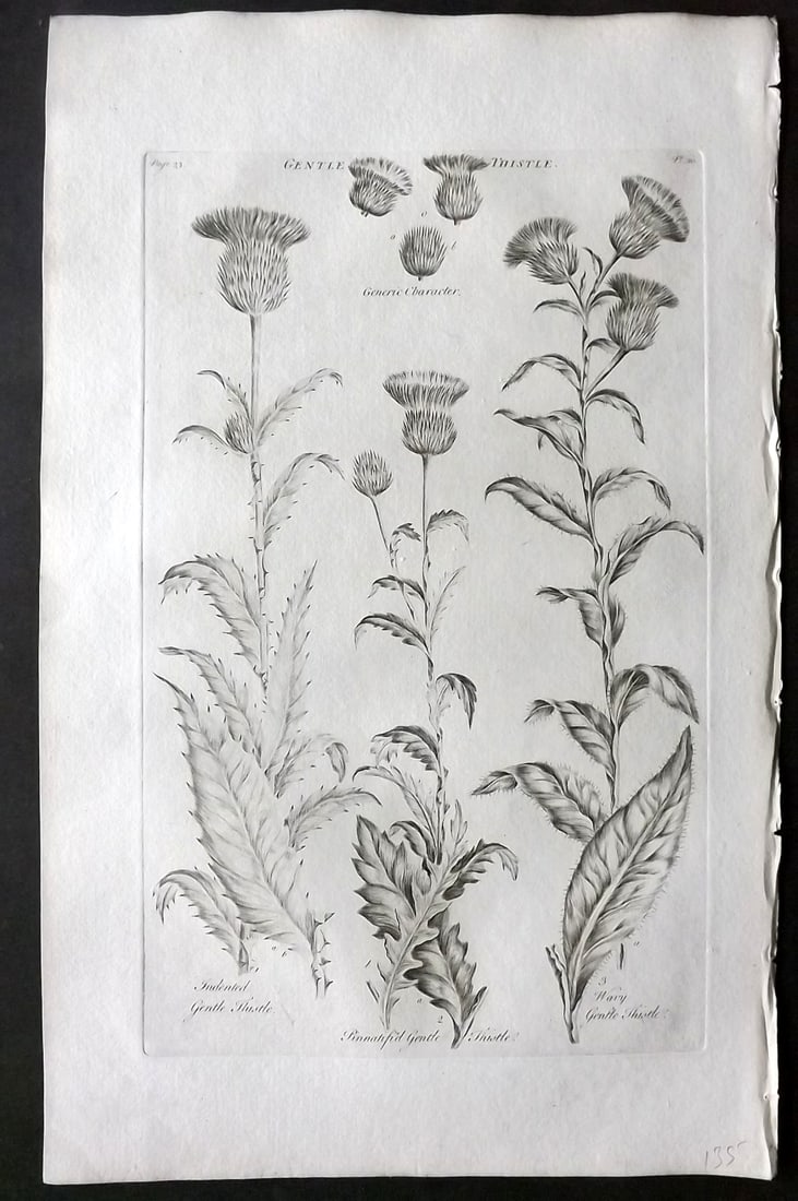 Hill, John 1760's LG Folio Botanical Print. Gentle Thistle 20 (1 of 1)